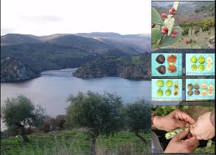 Recuperacin de biodiversidad cultivada y silvestre en el mbito del Parque Natural de Arribes de Duero en su vertiente salmantina